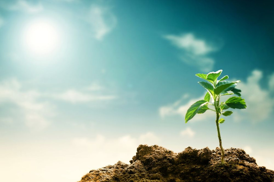 CEC-CCEE issue statement on Season of Creation focusing on theme “Let justice and peace flow”